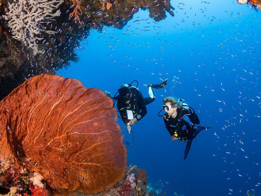 Diving at Wakatobi