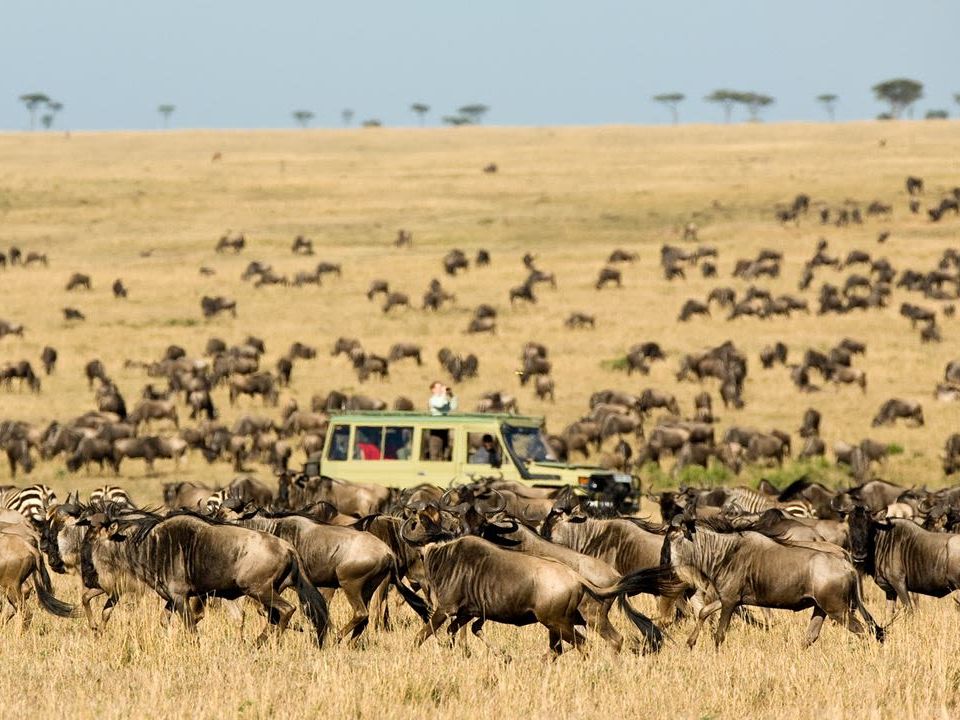 Safari Game Drives in the Mara Naboisho Conservancy (Encounter Mara)