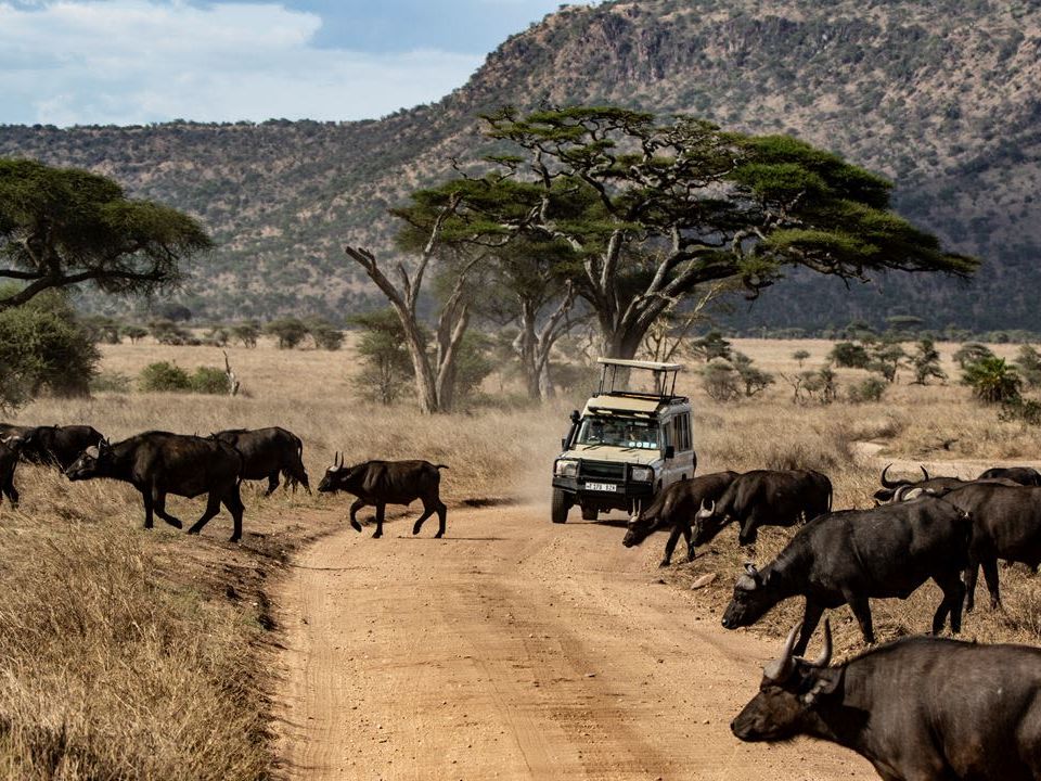 Safari Game Drives in the Mara Naboisho Conservancy (Encounter Mara)