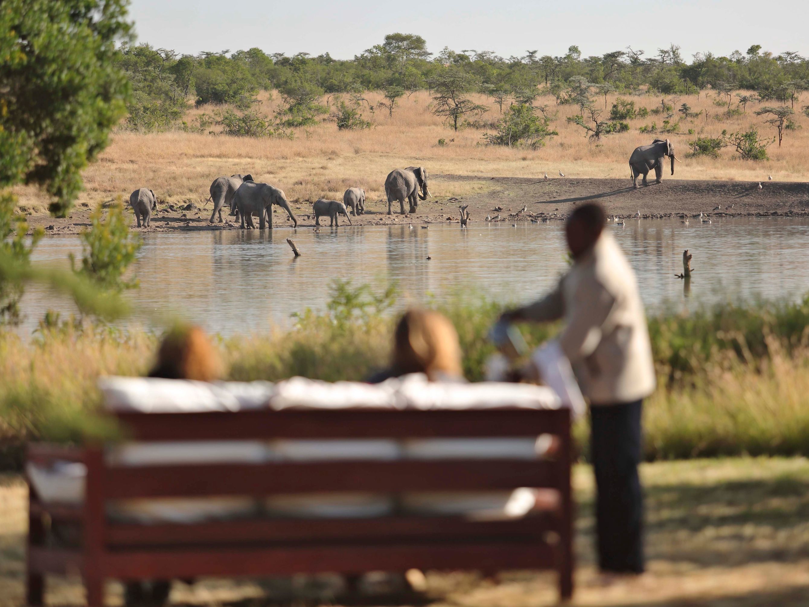 Fly to Nanyuki - Transfer to the Laikipia Plateau