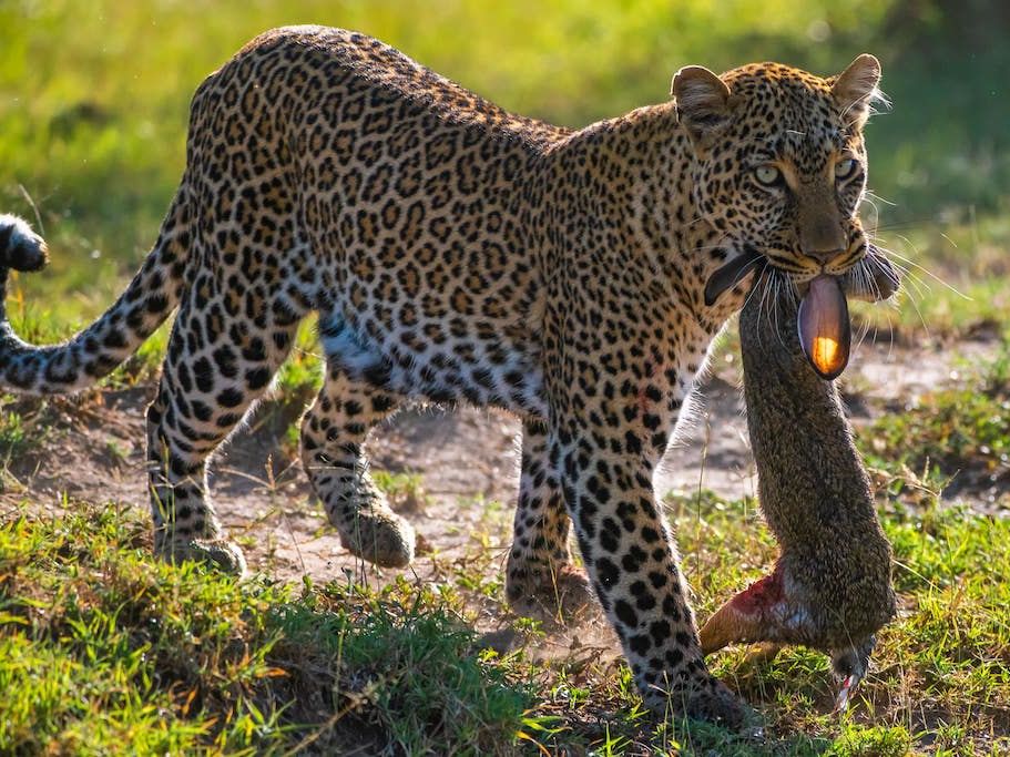 Game Drives and Activities within the Mara Confluence and Surrounding Areas (Spekes Camp)