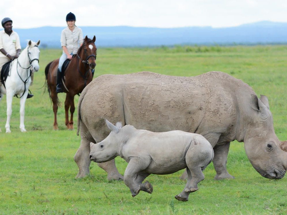 Activities at Ol Pejeta Conservancy - Northern White Rhino Tracking