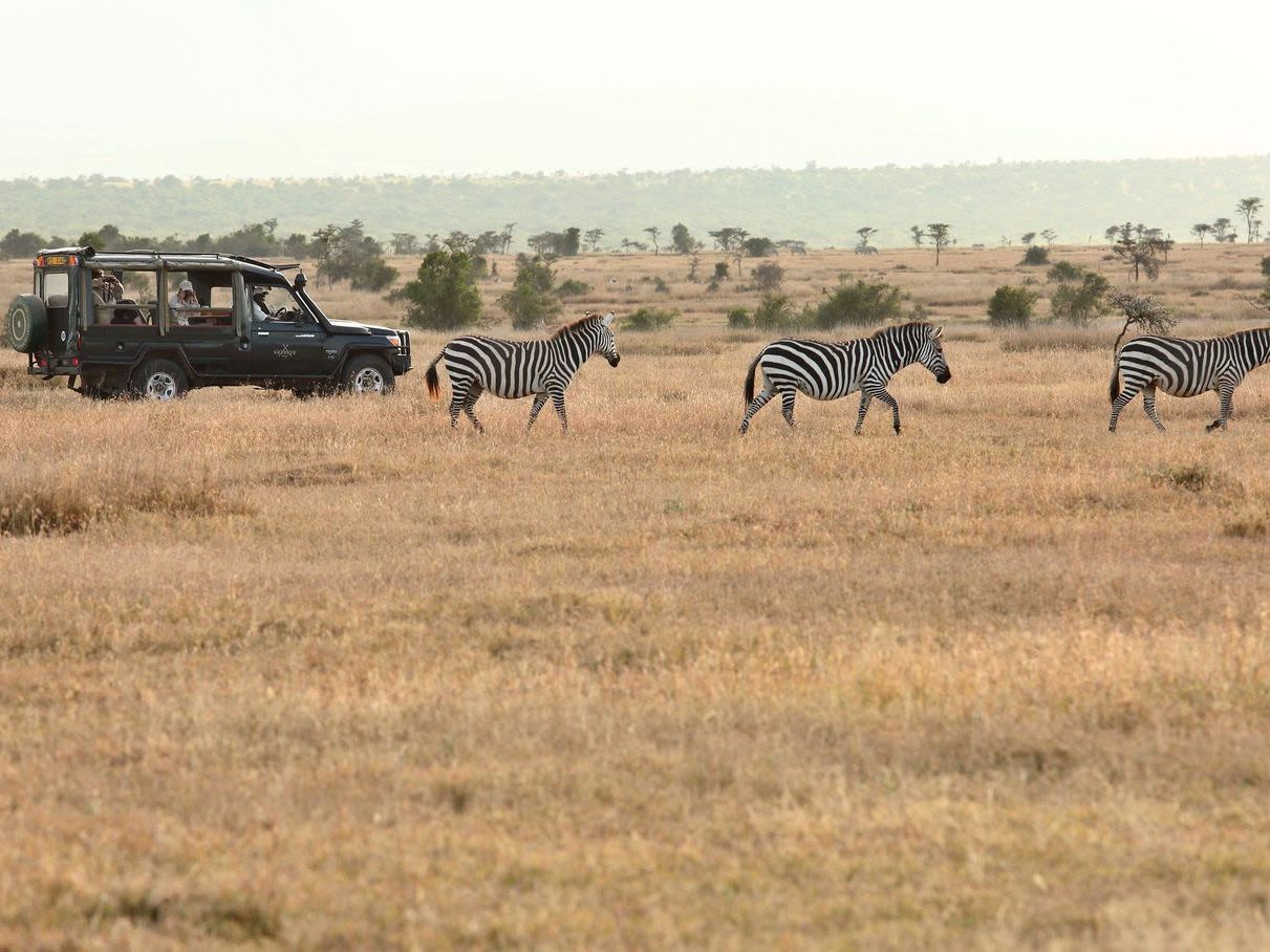 Lion Tracking - Explore the Western side of the Conservancy