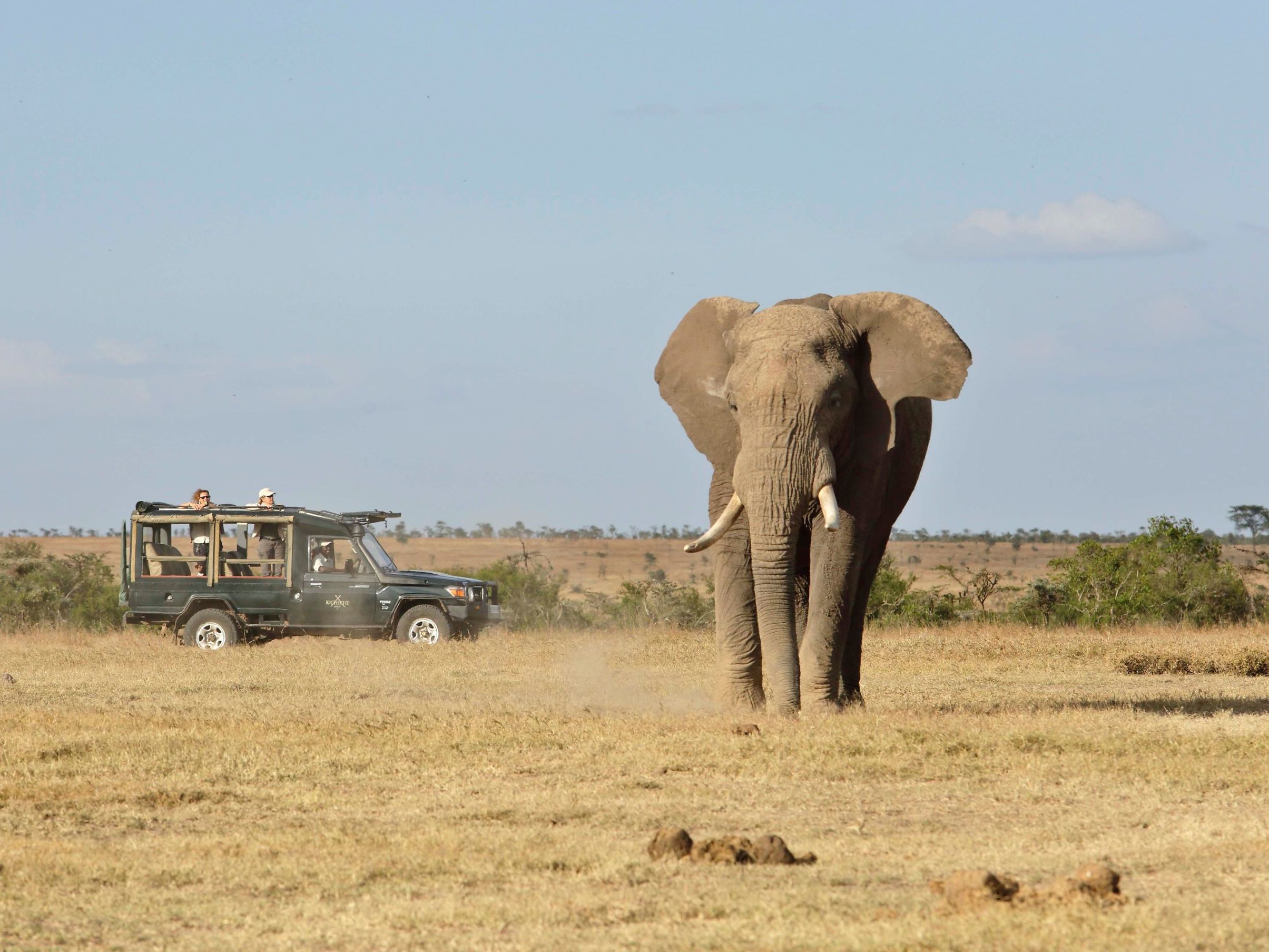 Lion Tracking - Explore the Western side of the Conservancy