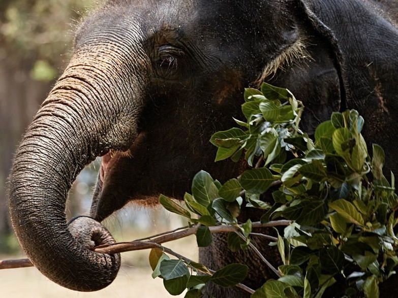 Suggested Activities in Luang Prabang