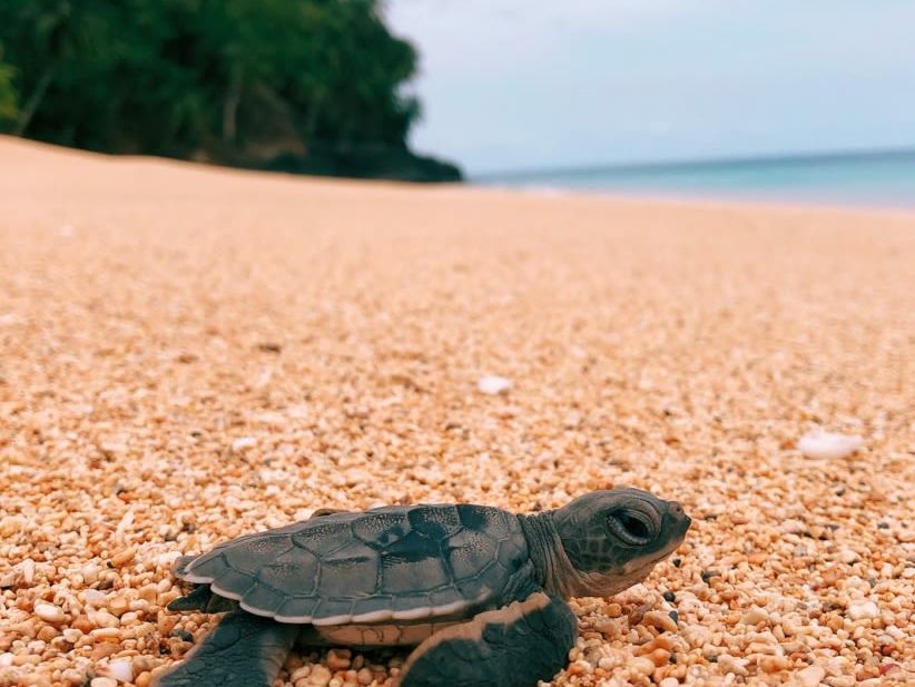 Excursions at Sundy Praia