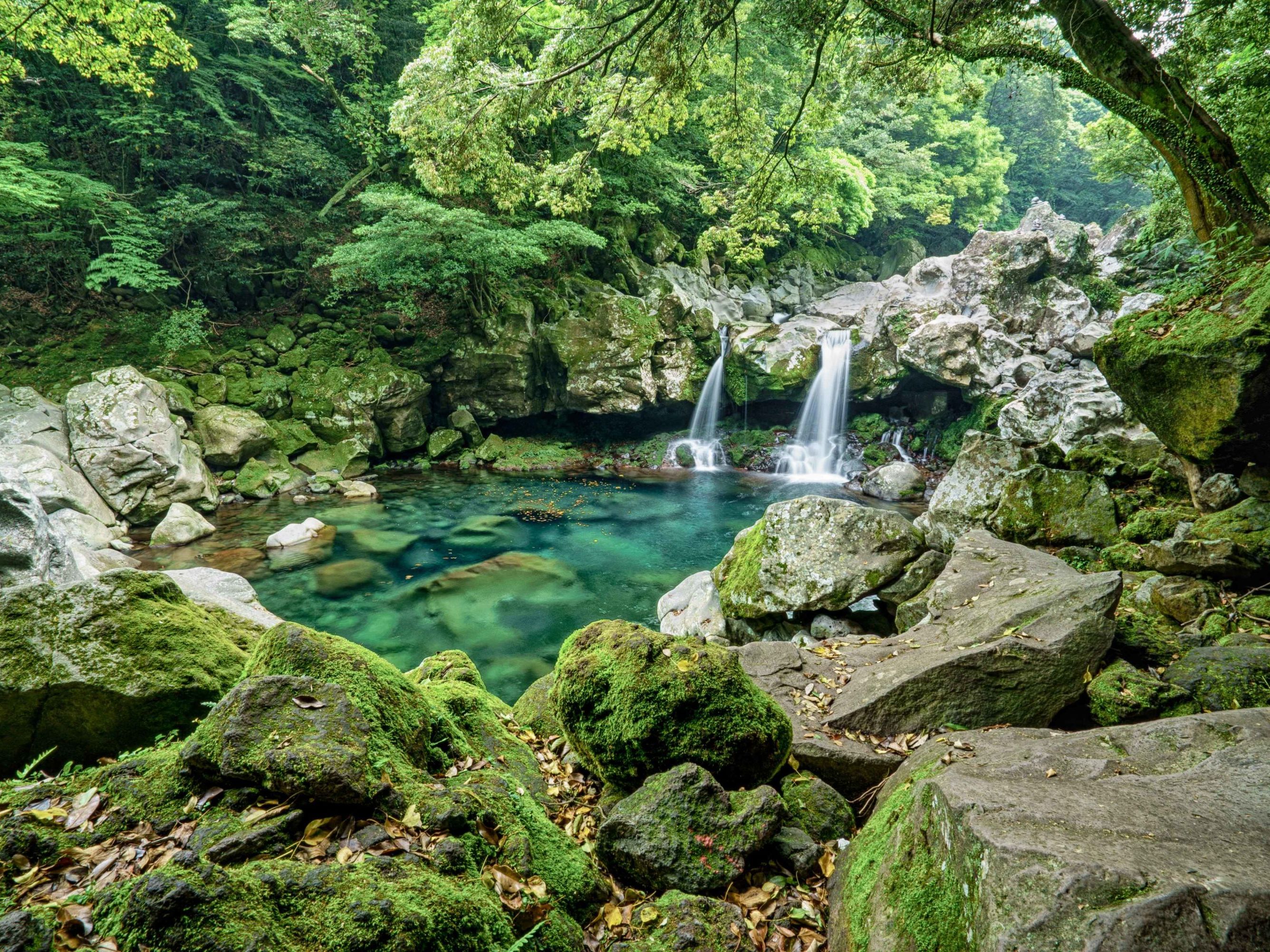 Full-Day Tour: Jeju Island – Tea Traditions & Natural Wonders