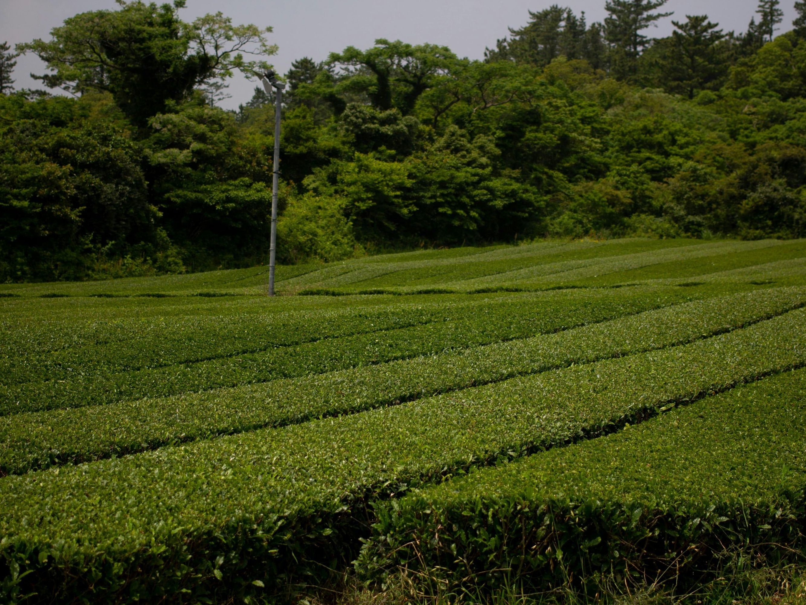 Full-Day Tour: Jeju Island – Tea Traditions & Natural Wonders