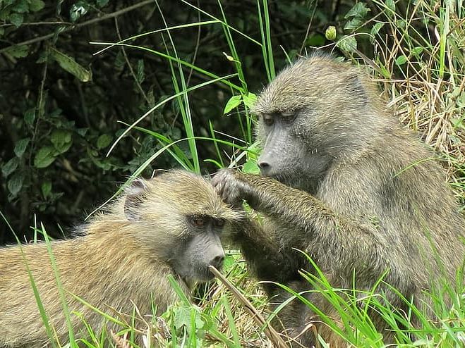 Morning Tululusia Waterfall Walk. Afternoon Game Drive in Arusha National Park
