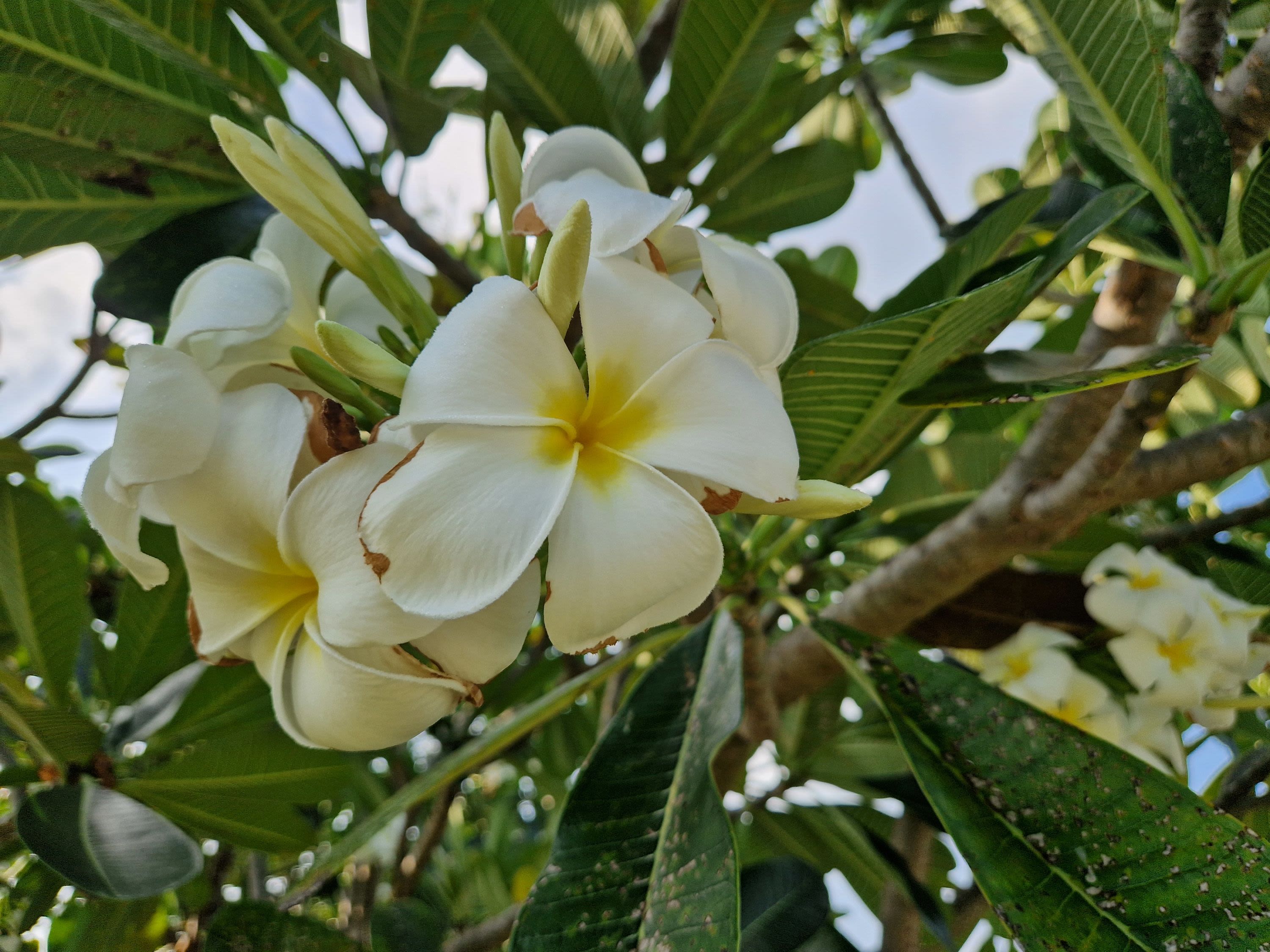 Snorkelling and Mangrove Kayaking on Goidhoo Island