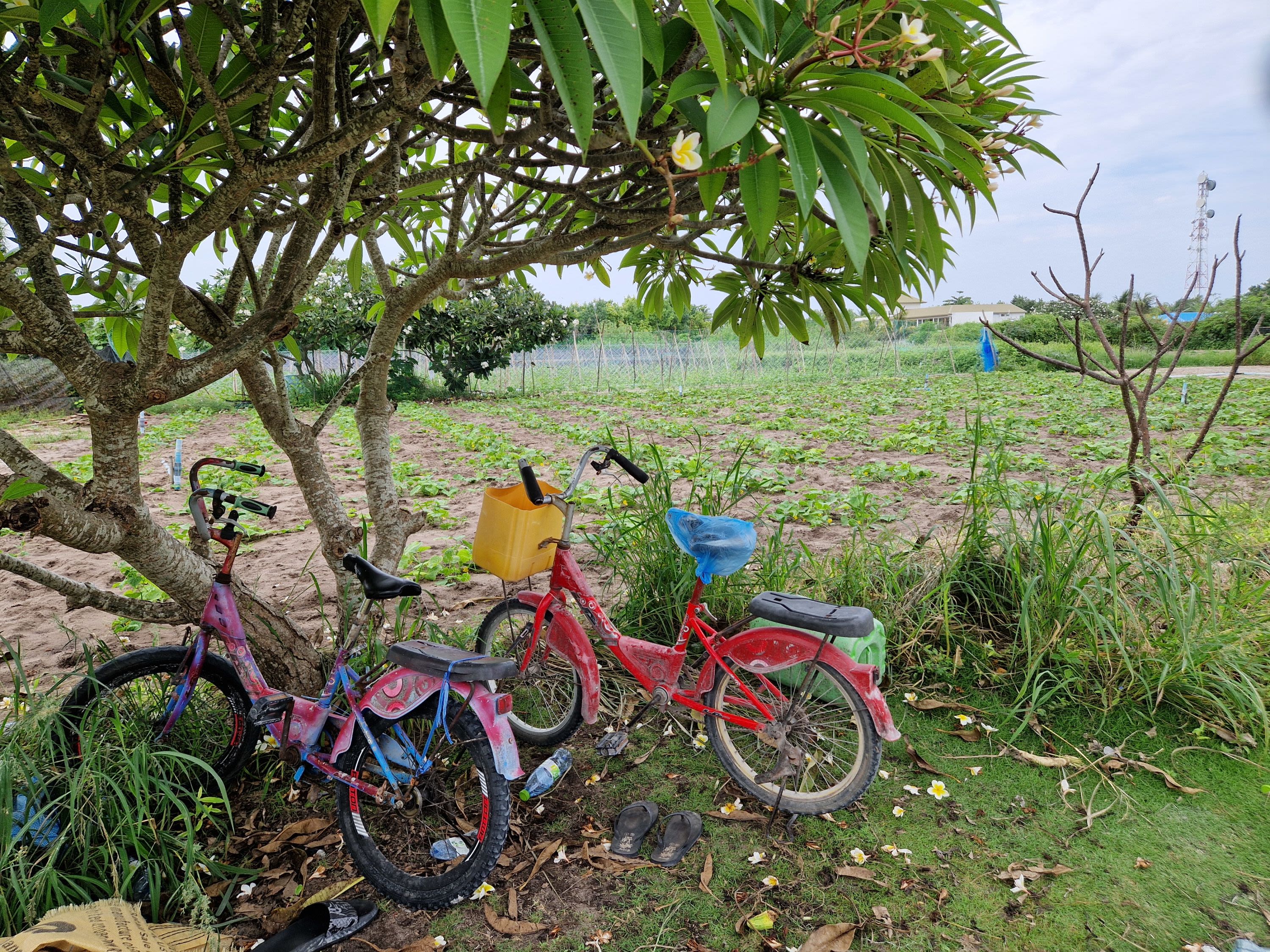 Snorkelling and Mangrove Kayaking on Goidhoo Island