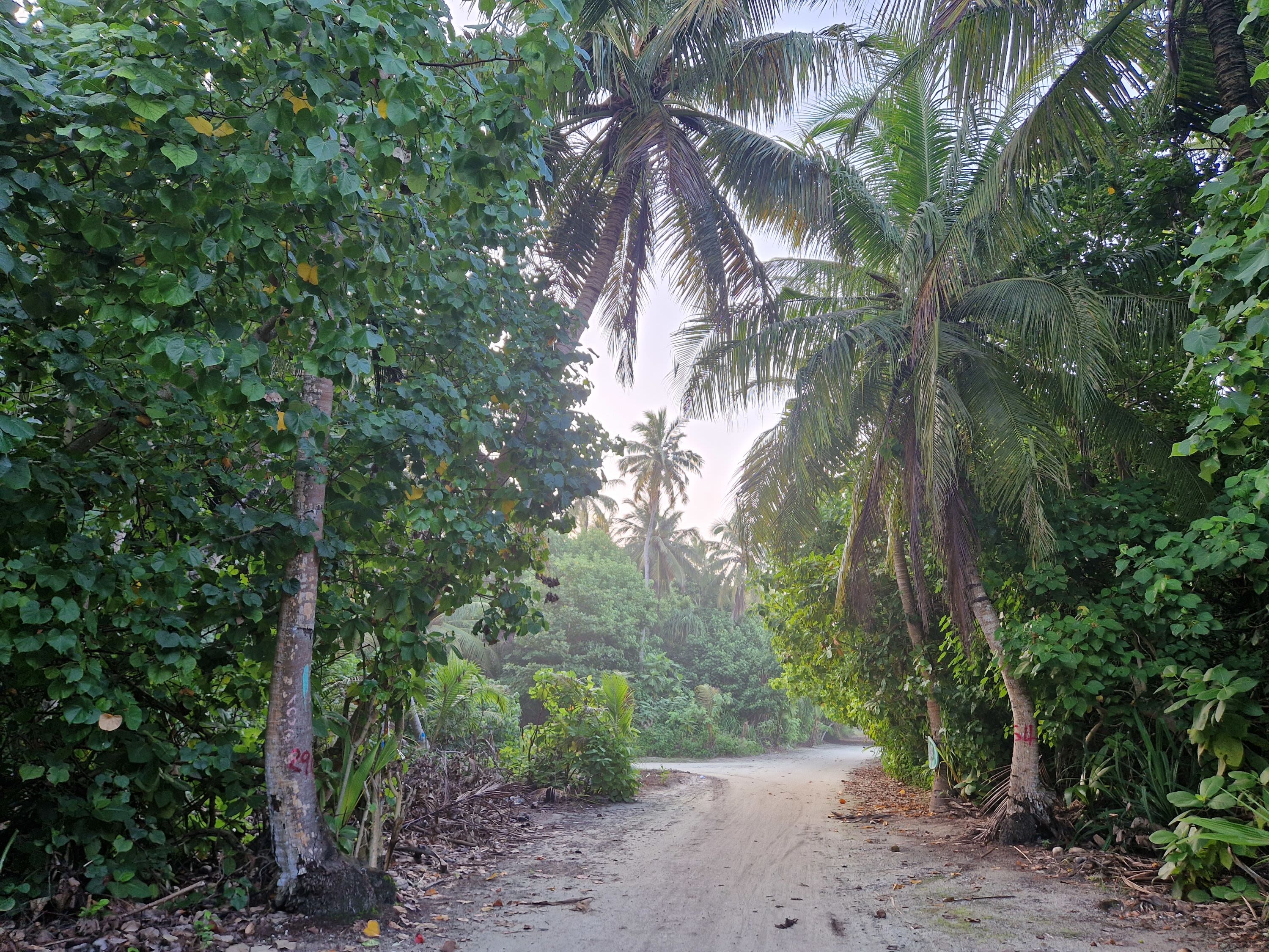 Snorkelling and Mangrove Kayaking on Goidhoo Island