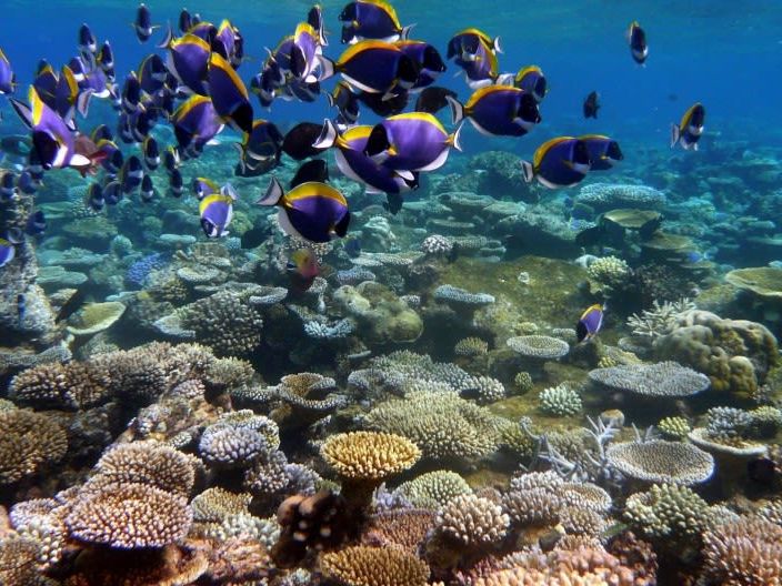 Day at Leisure on Hanimaadhoo