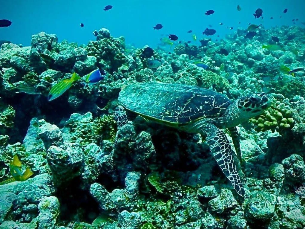 Snorkelling and Mangrove Kayaking on Goidhoo Island