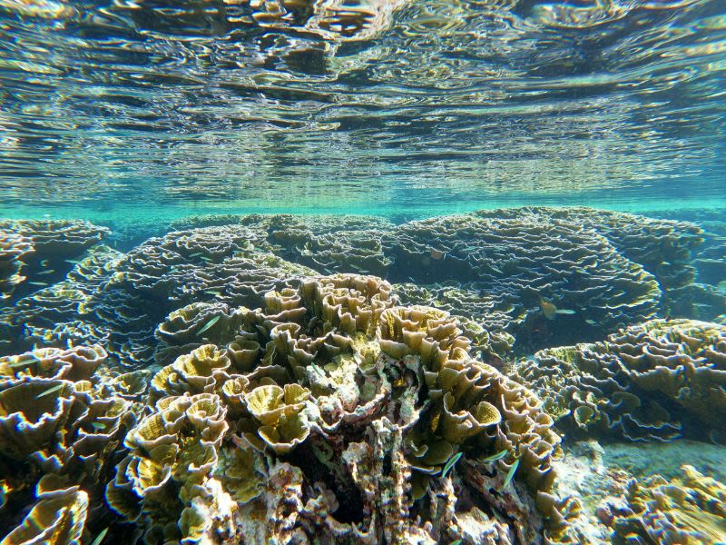 Speedboat from Fulhadhoo Island to Maalhos with Guided House Reef Snorkelling