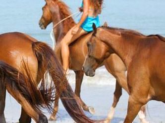 Being with Horses Excursion