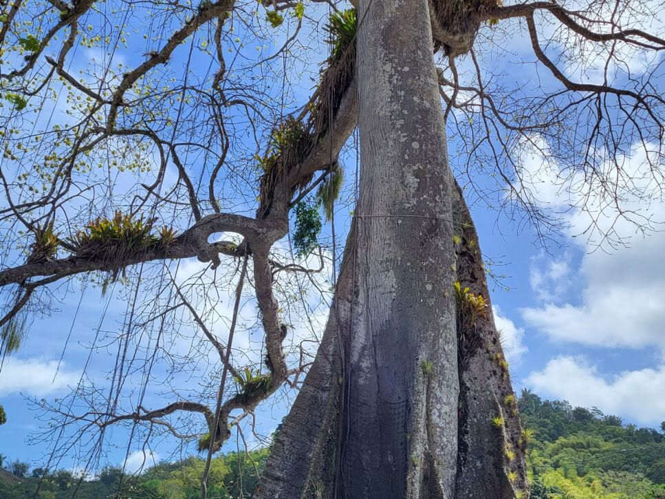 Morning Chocolate Making Workshop and Transfer to Native Abode
