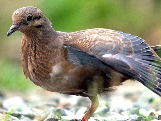 Highlands Waterfall Hike