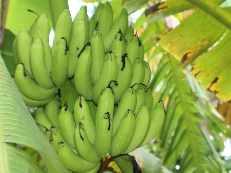 Garden Walk - Native Abode