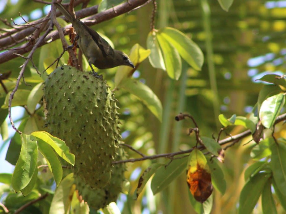 Garden Walk - Native Abode