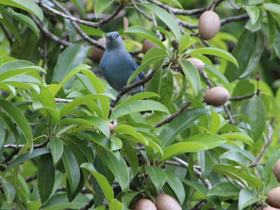 Garden Walk - Native Abode