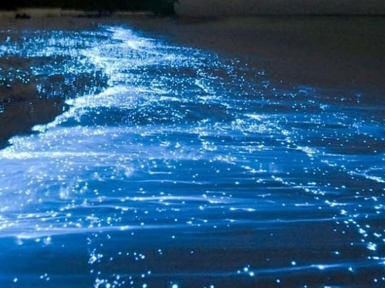 Evening Bioluminescence Kayaking