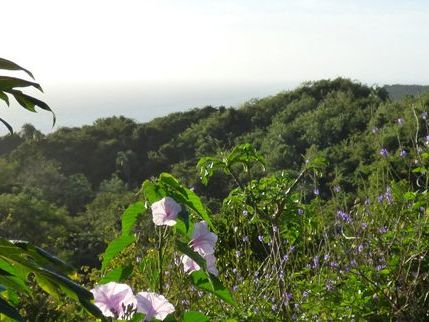 Volunteering at Corbin Local Wildlife