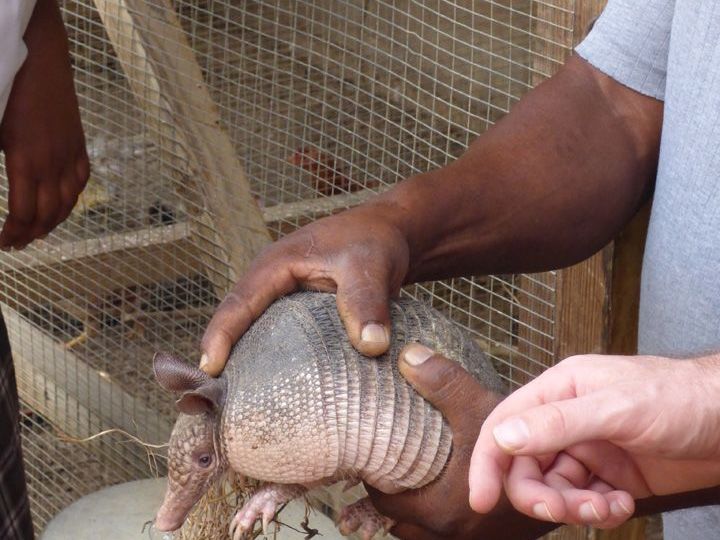 Volunteering at Corbin Local Wildlife