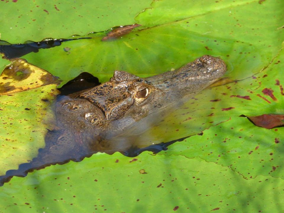 Volunteering at Corbin Local Wildlife