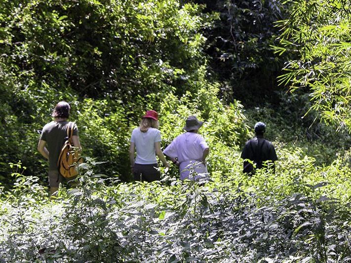 Introducing Runnemede Valley - Rainforest Ridge