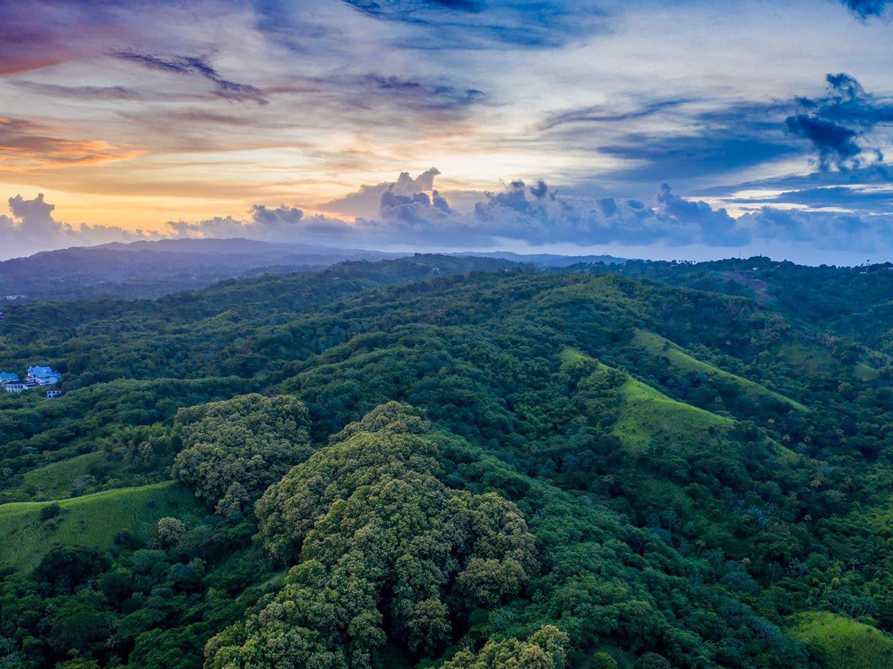 Introducing Runnemede Valley - Rainforest Ridge