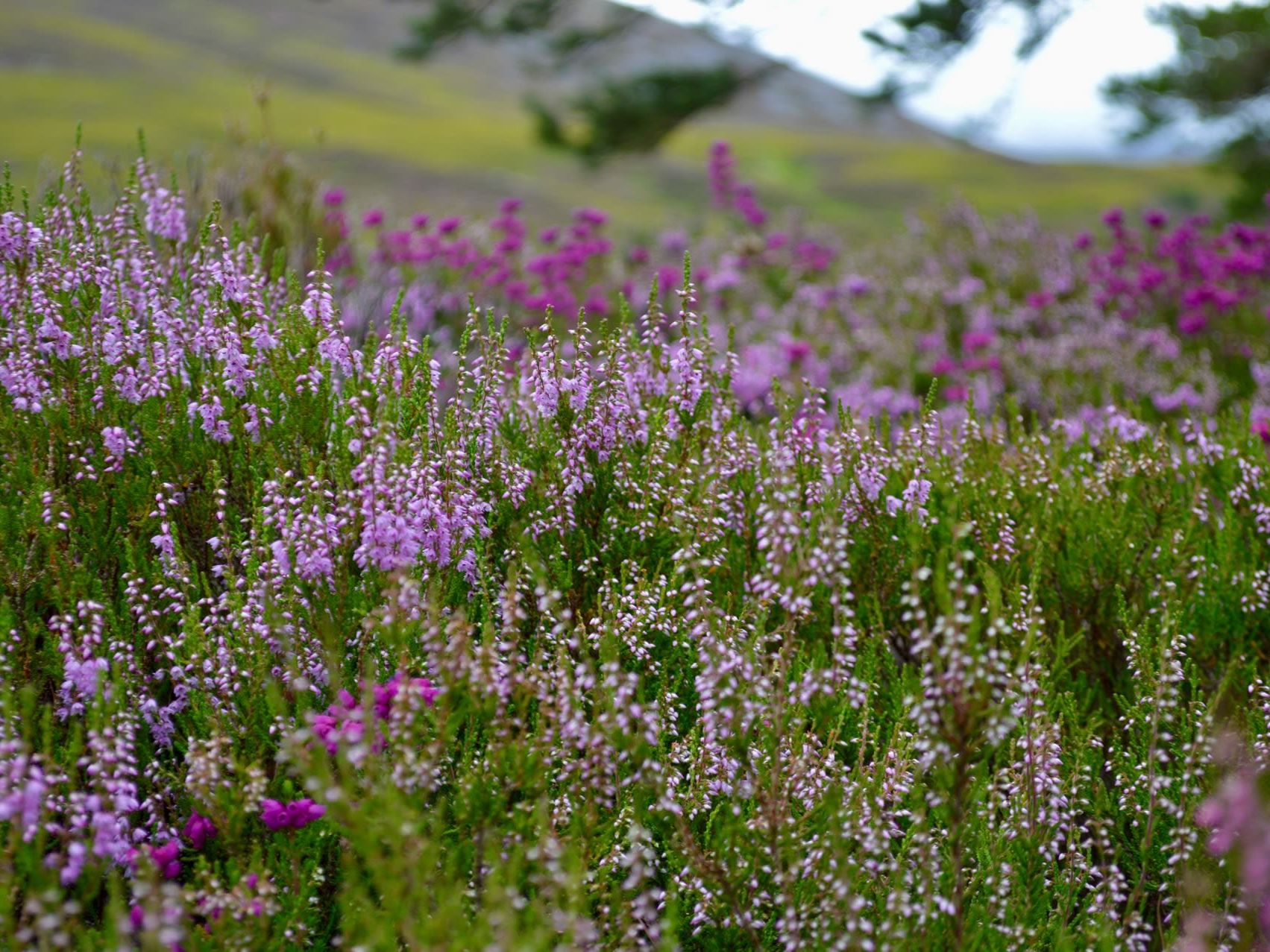 Travel from North Coast Highlands to Kylesku