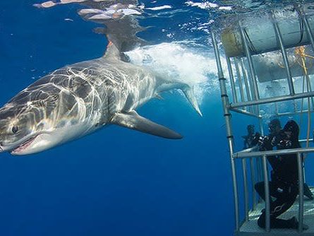 Gansbaai Harbor Shark Cage Diving