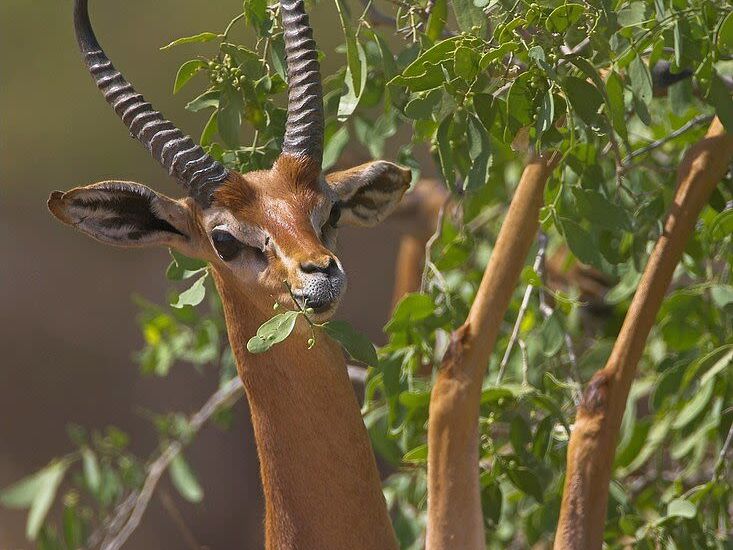Samburu Game Reserve