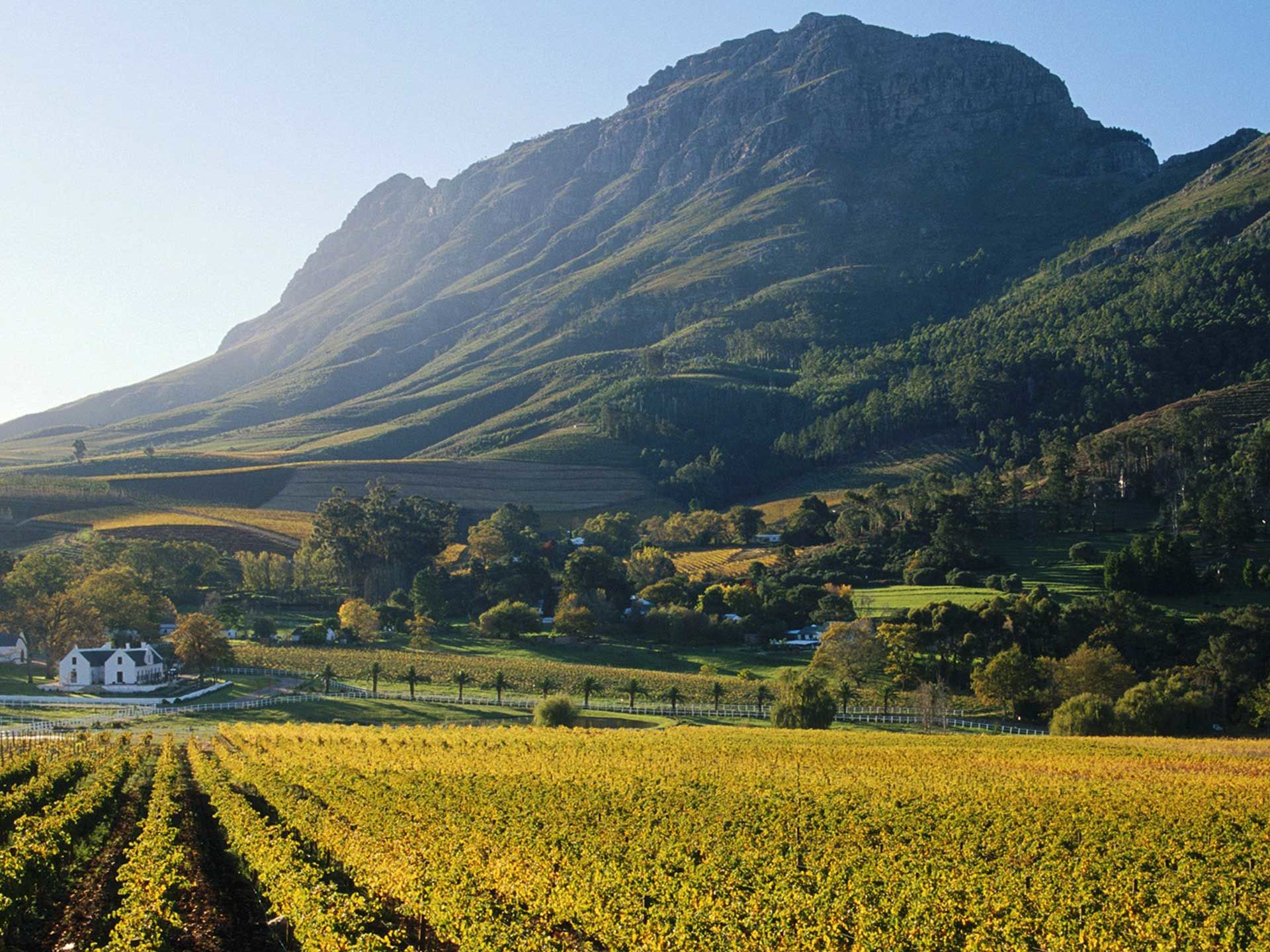 Franschhoek wine tram experience including three wine tastings