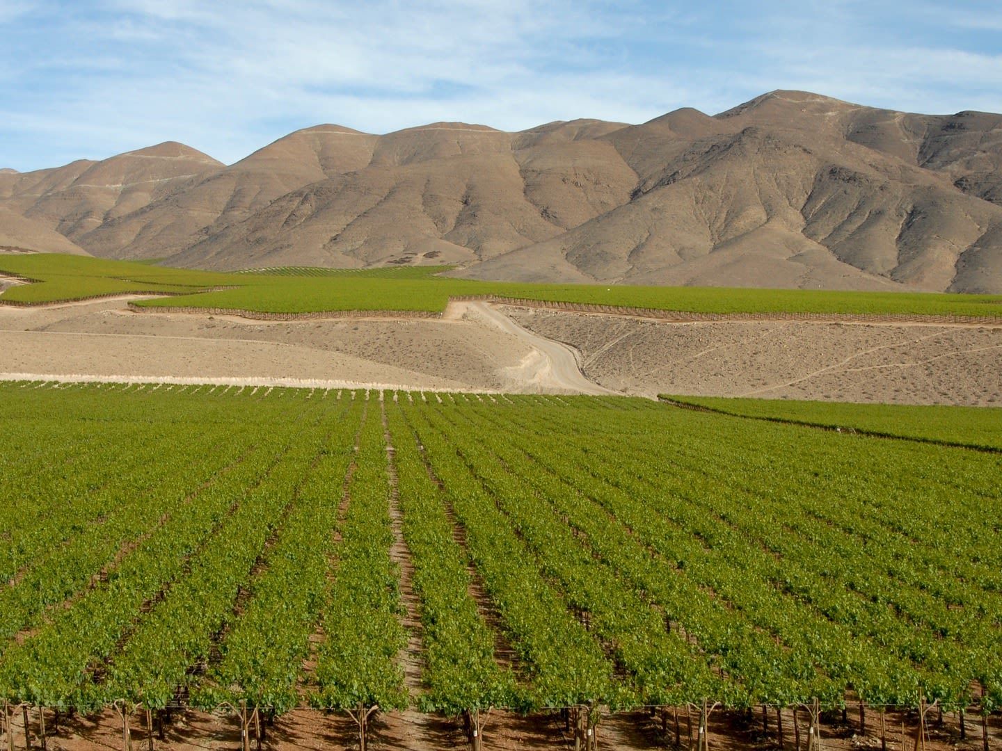Half Day Winery Visit in the Casablanca Valley