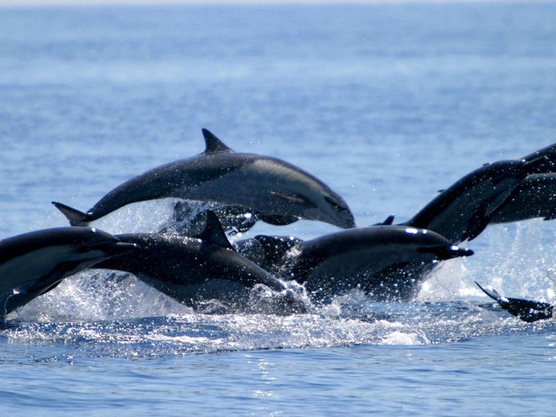 Introducing the Osa Peninsula