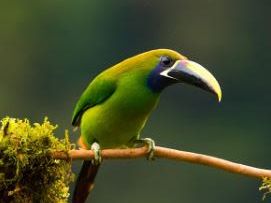 Introducing Costa Rica