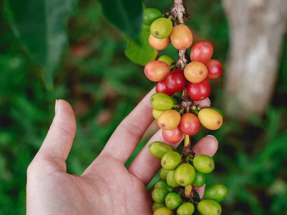 Introducing San Jose & the Central Valley