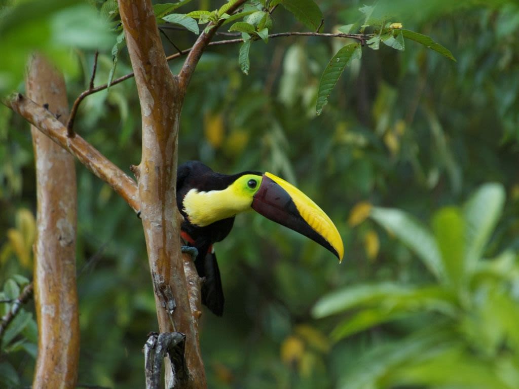 Introducing the Osa Peninsula