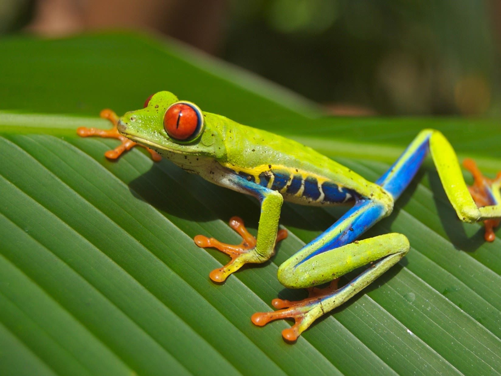 Introducing Costa Rica