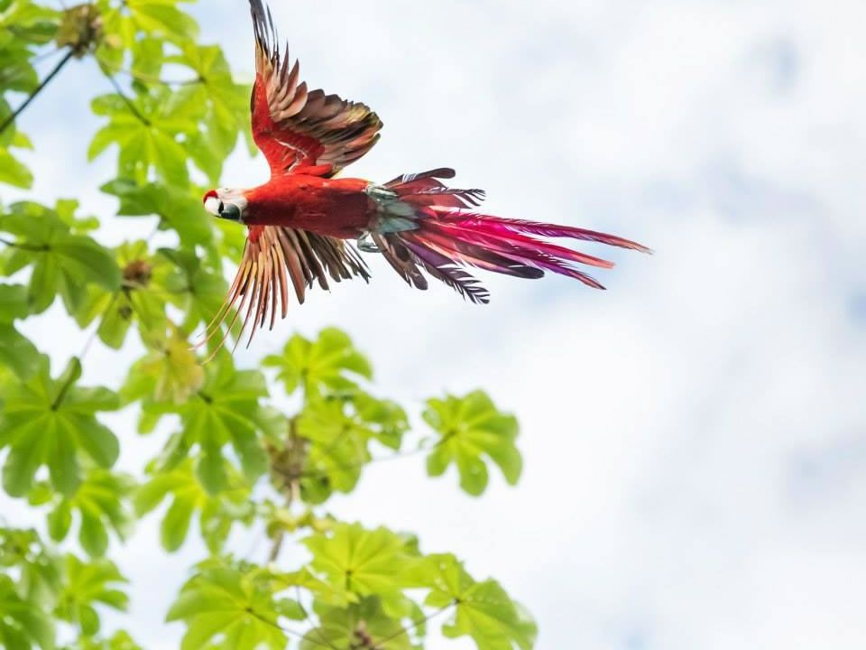 Introducing the Osa Peninsula