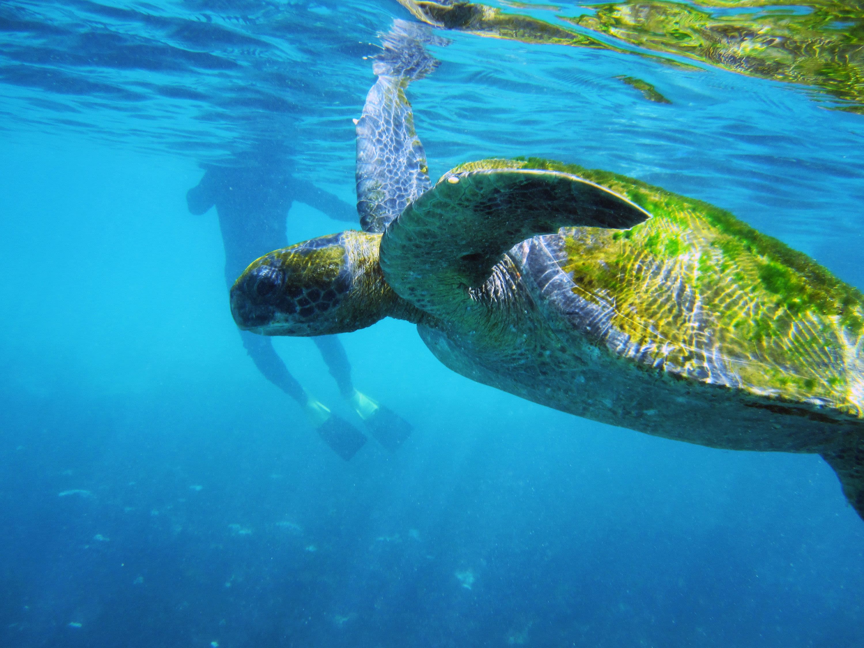 Galapagos Safari Camp: Island Hopping