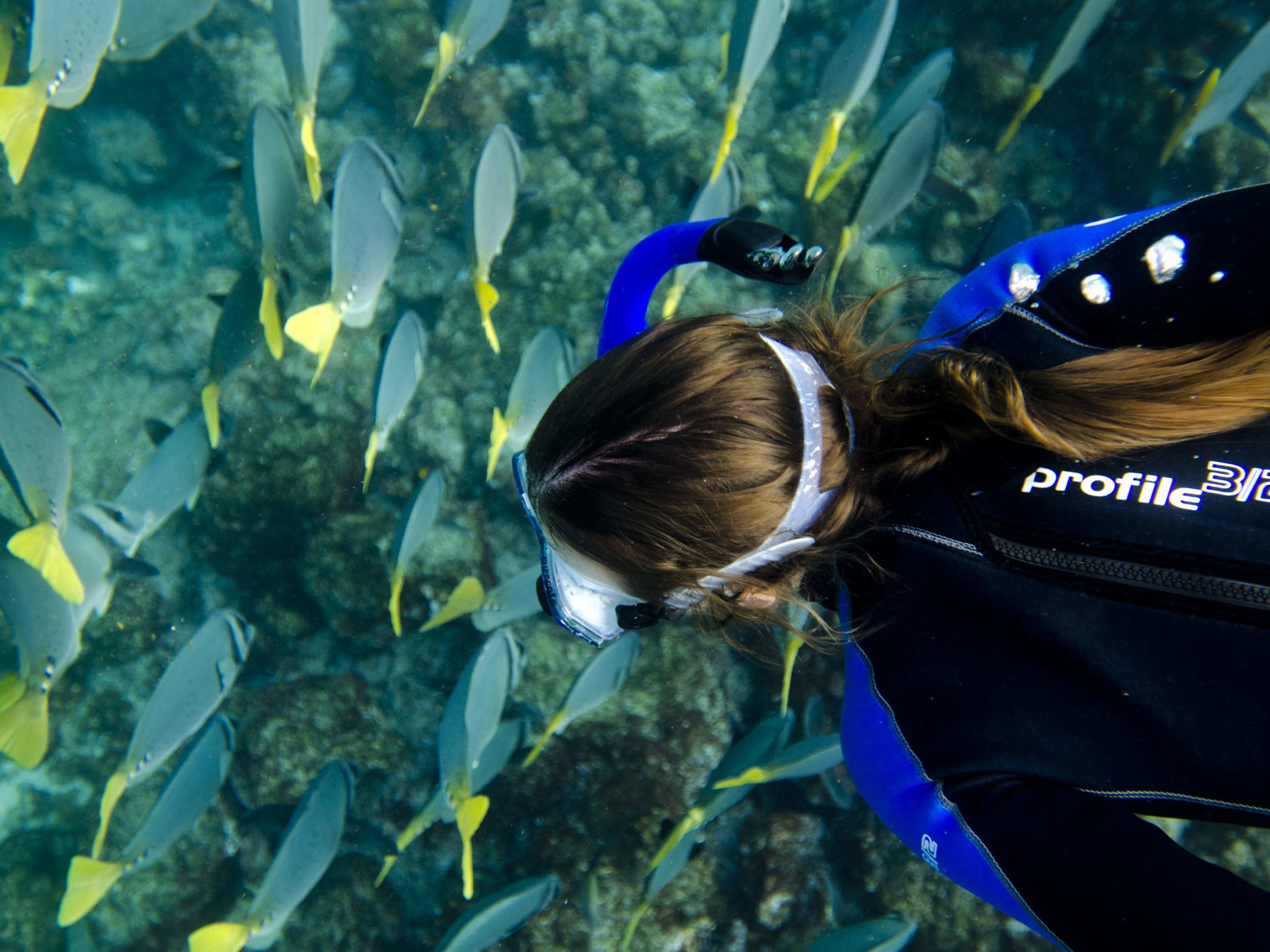 Hol Chan marine reserve & Shark Ray Alley and Coral Gardens snorkelling