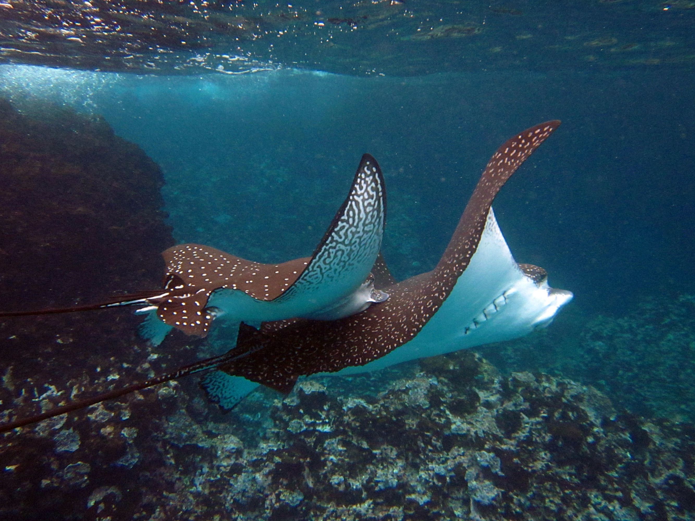 Boat Navigation to Bartolome Island and Sullivan Bay