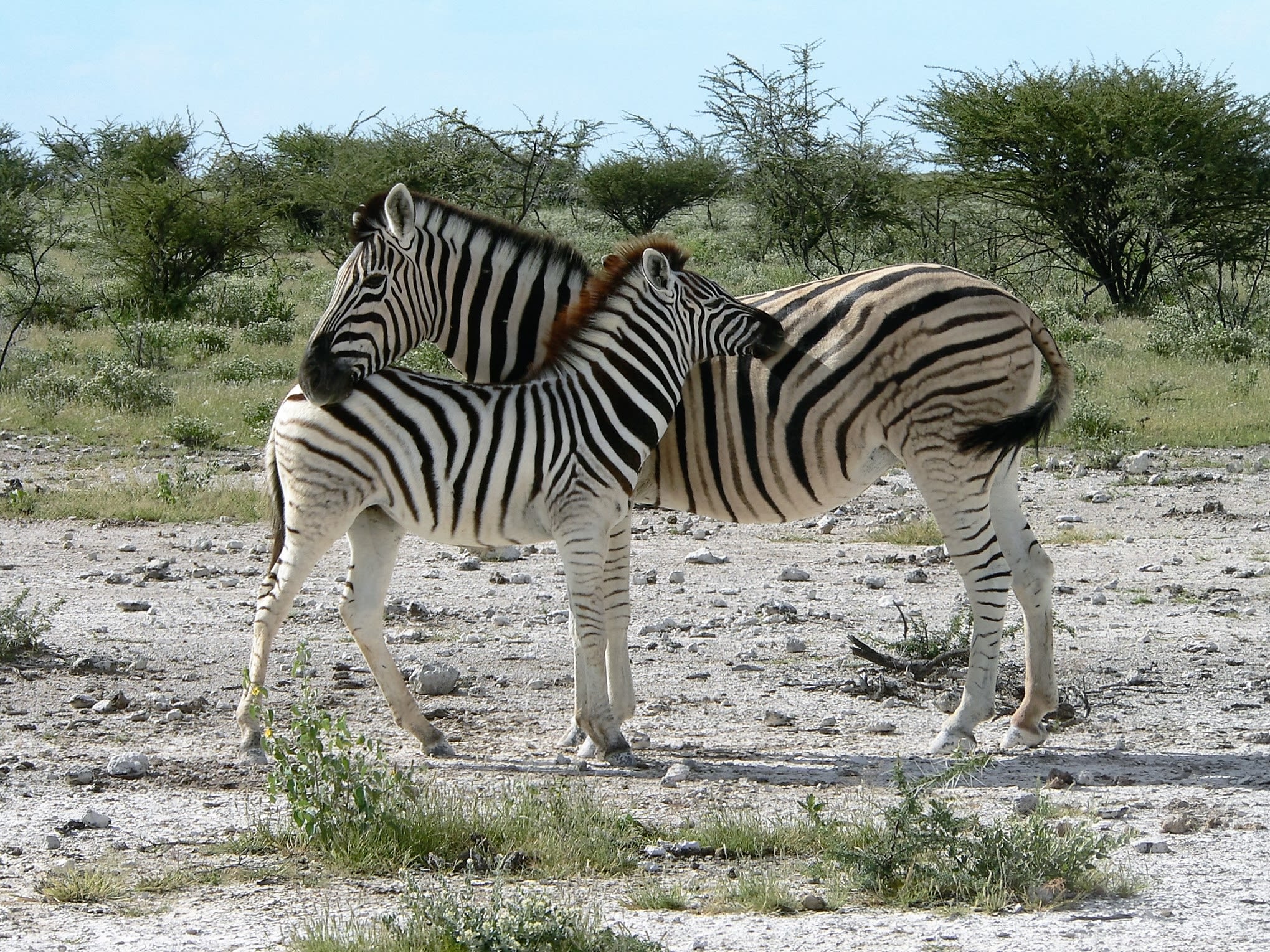 Etosha National Park