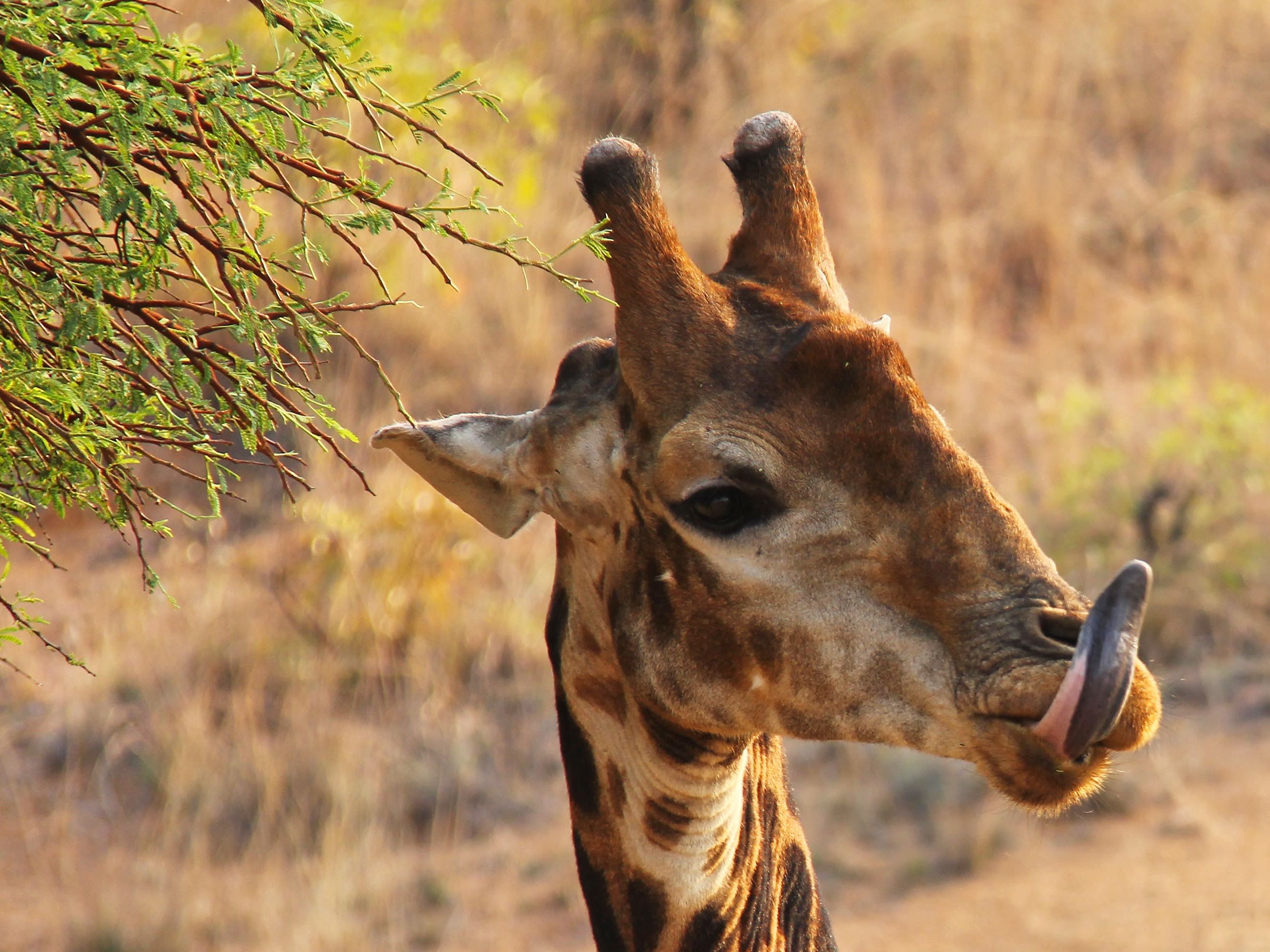Game drives in Kruger National Park