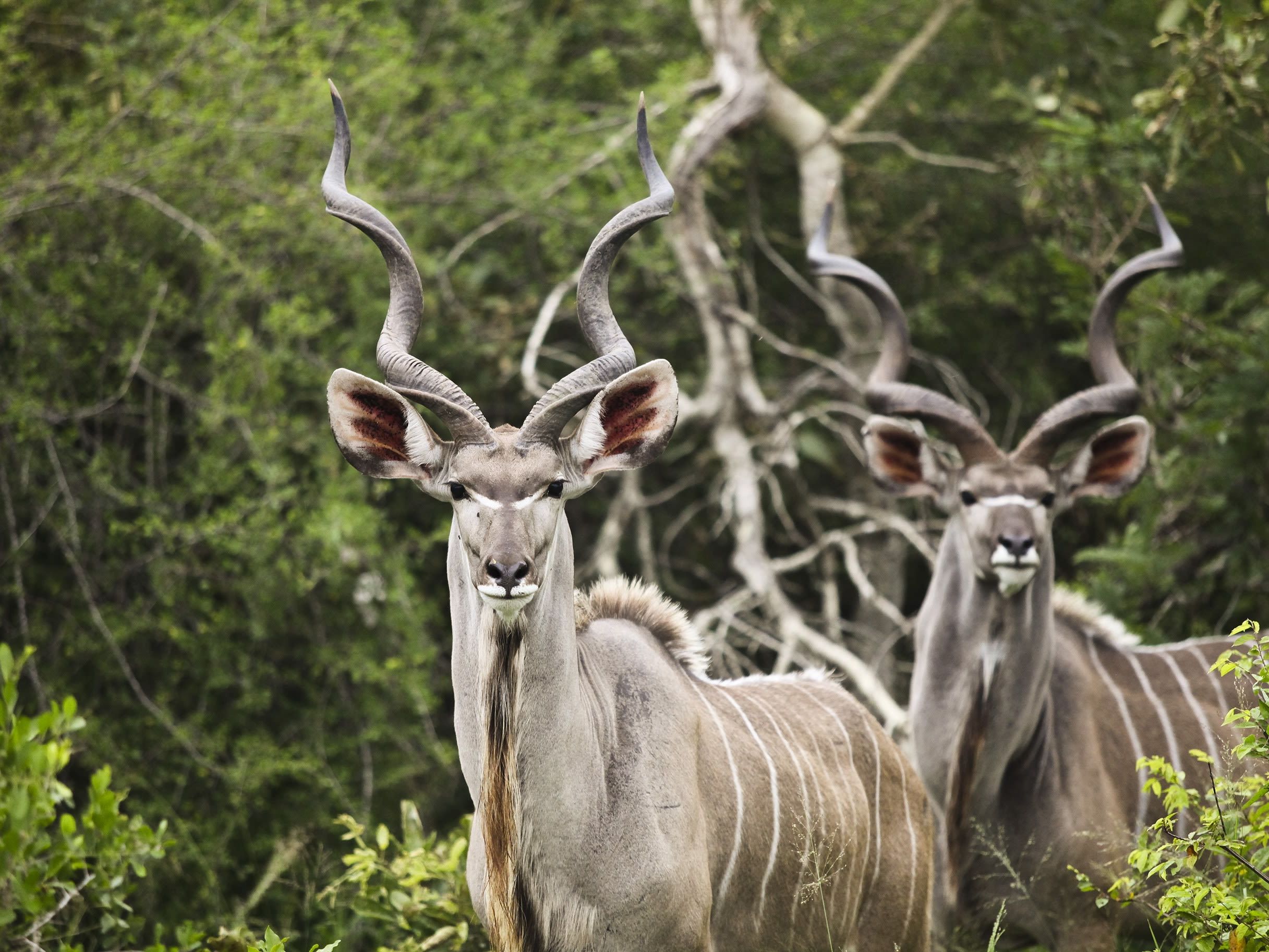 Game drives in Ruaha National Park