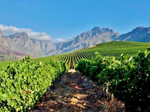 Wine Region Tour/Full Day