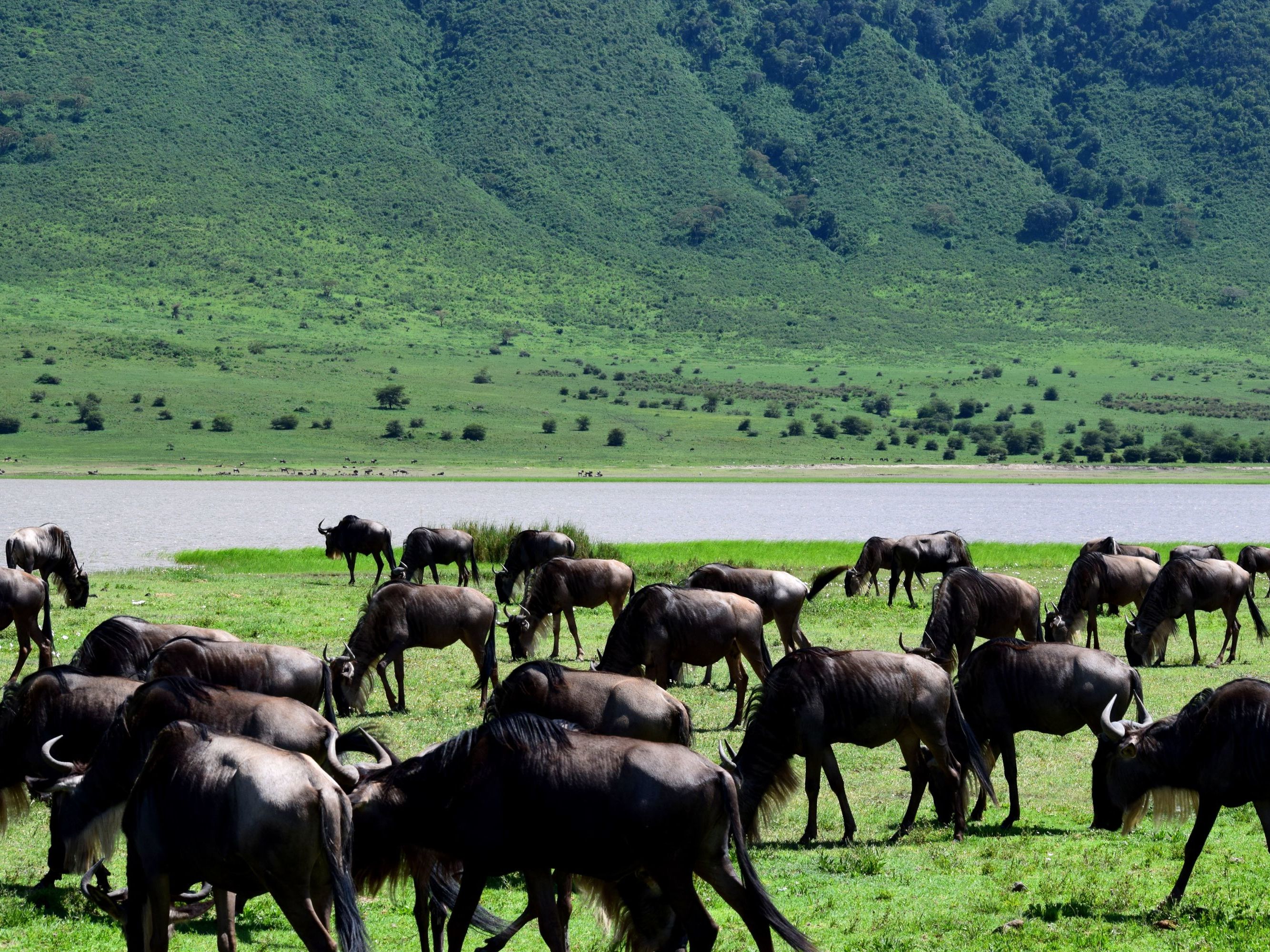 Ngorongoro Crater & Conservation Area